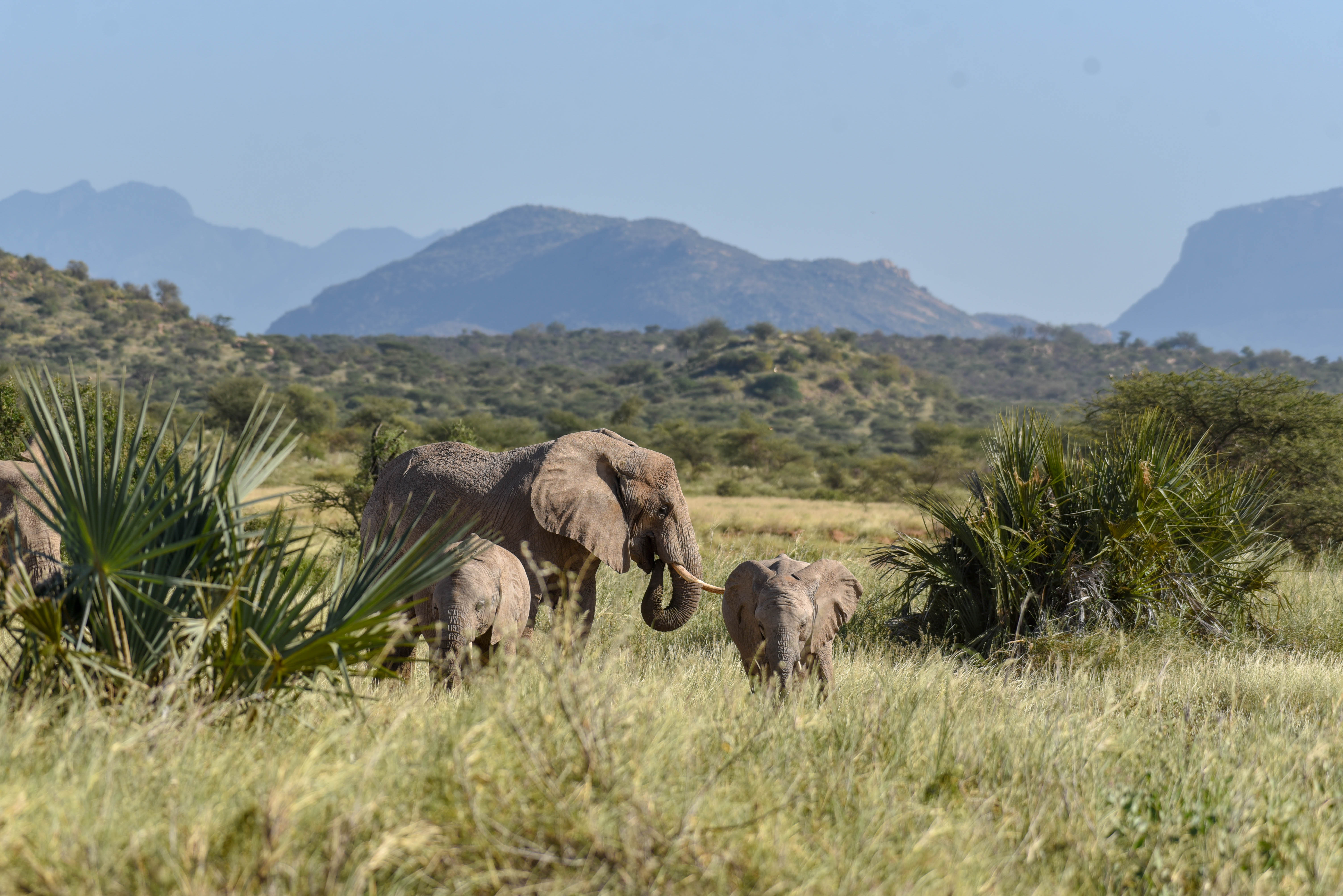Kenya Safaris