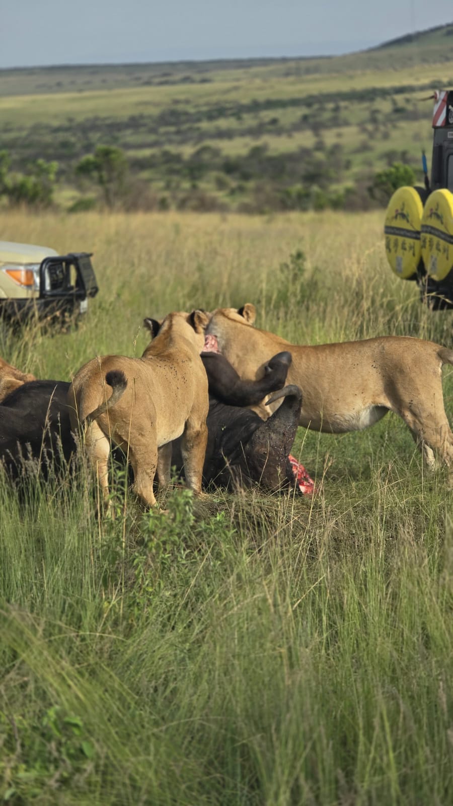 Tanzania Safaris
