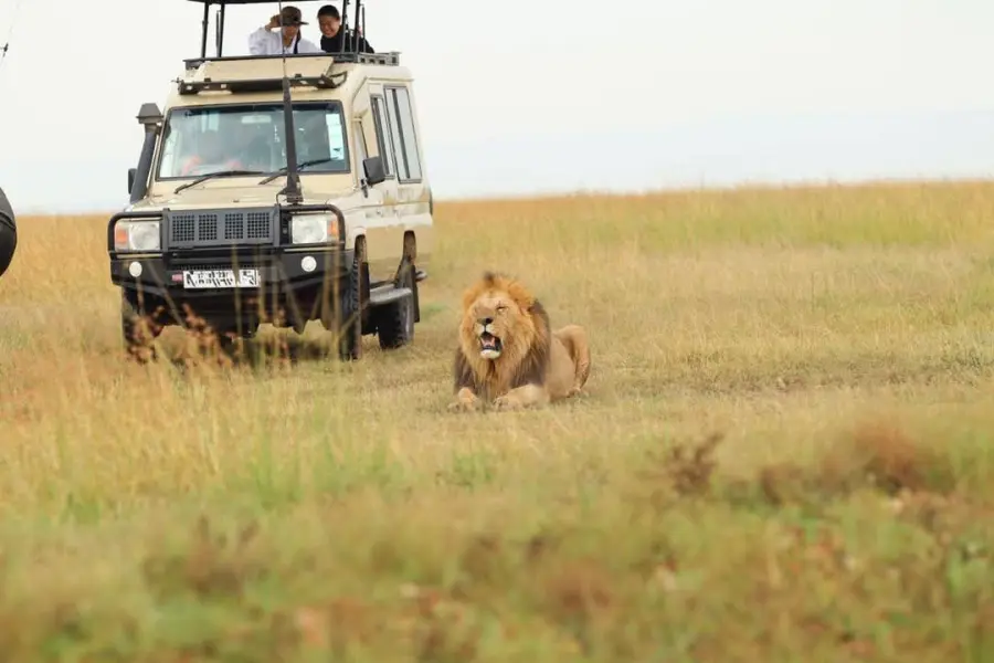 7 Days Masai Mara, Lake Nakuru, Naivasha & Amboseli Budget Safari