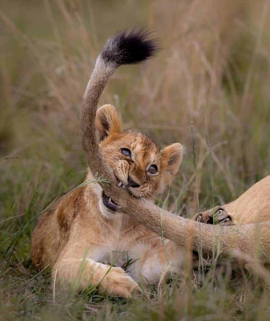 3-Days Tarangire- Ngorongoro-Lake Manyara Safari