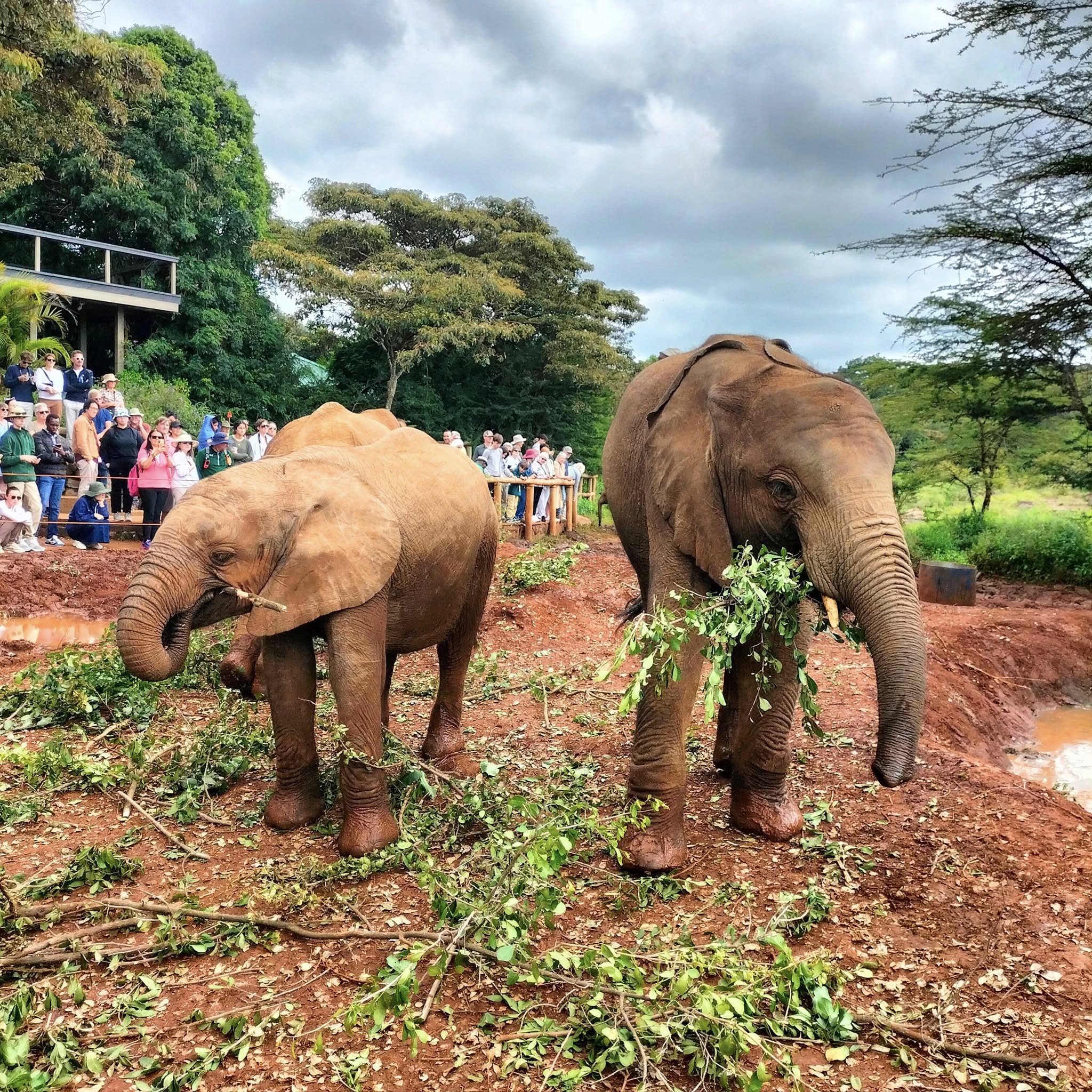 David Sheldrick Wildlife trust