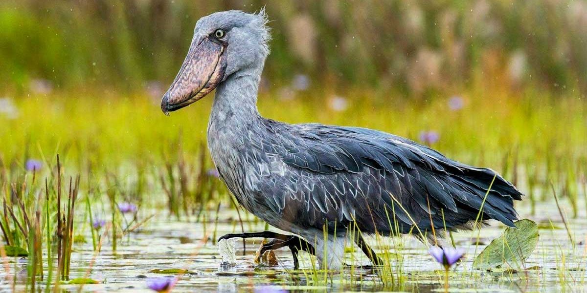 10 Day Uganda Birdwatching Trail