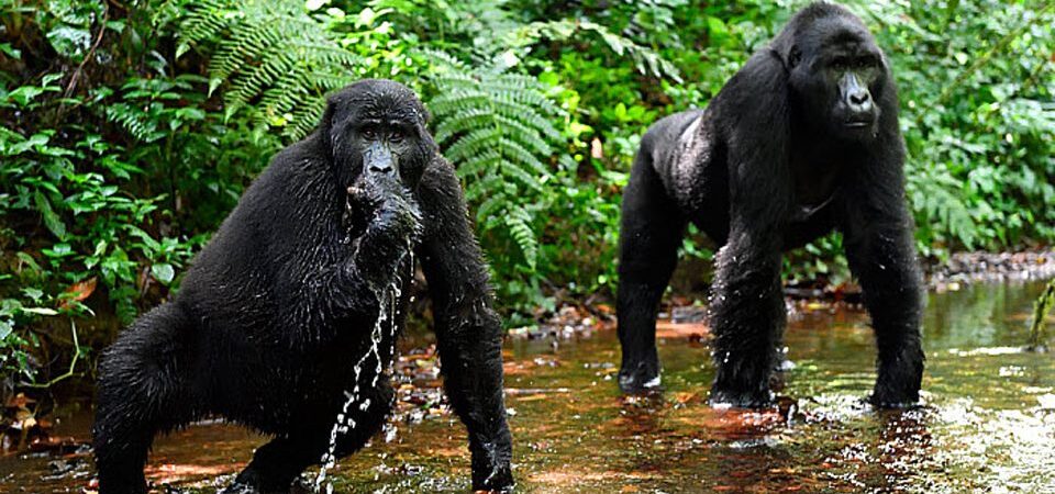 5-Day Bwindi and Lake Mburo Adventure