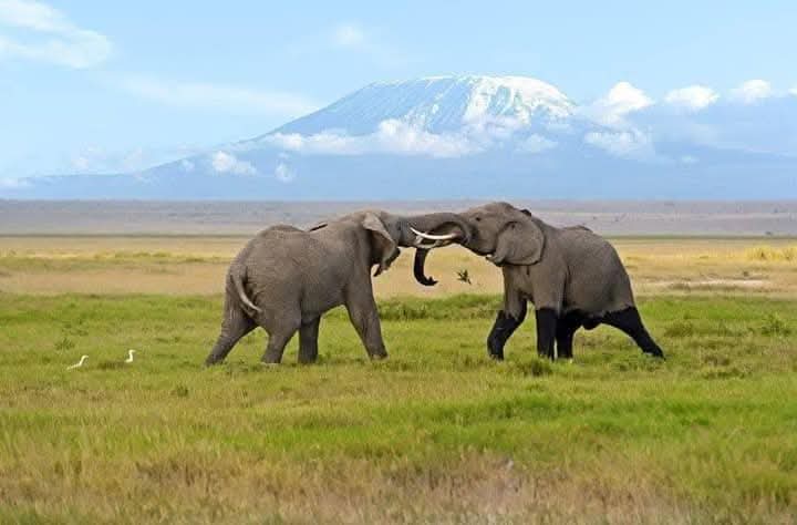 3 Days 2 Nights Amboseli Tour