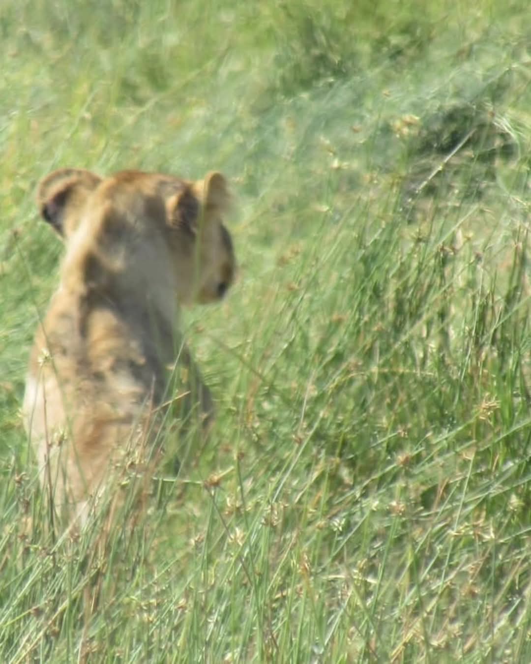 2-Days Tarangire- Ngorongoro Safari