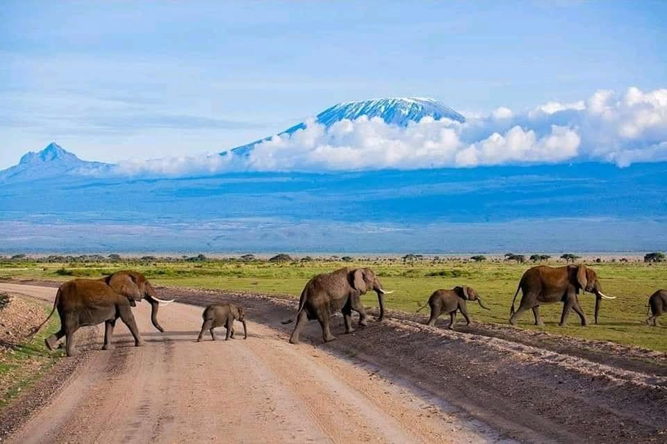 1 Day Amboseli National Park Tour