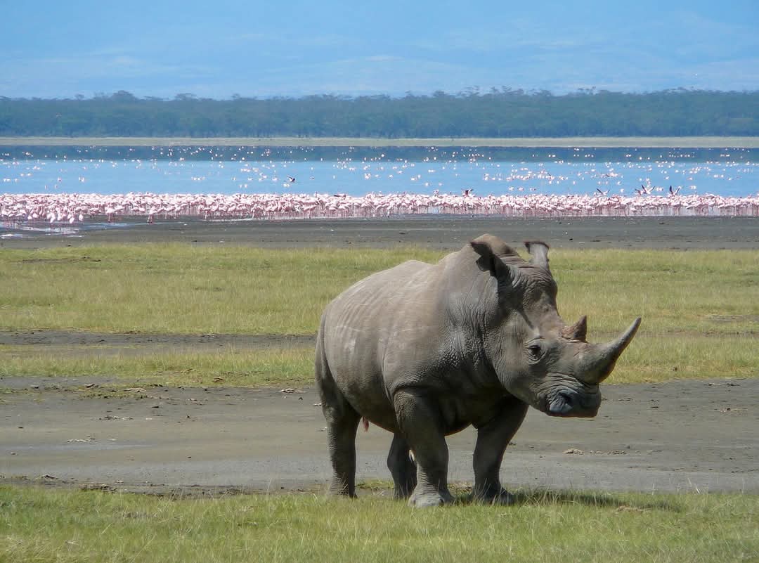 4 Days Masai Mara and Lake Nakuru Safari-Kenya Safari, 4 Days Safari-Budget Camping Safari
