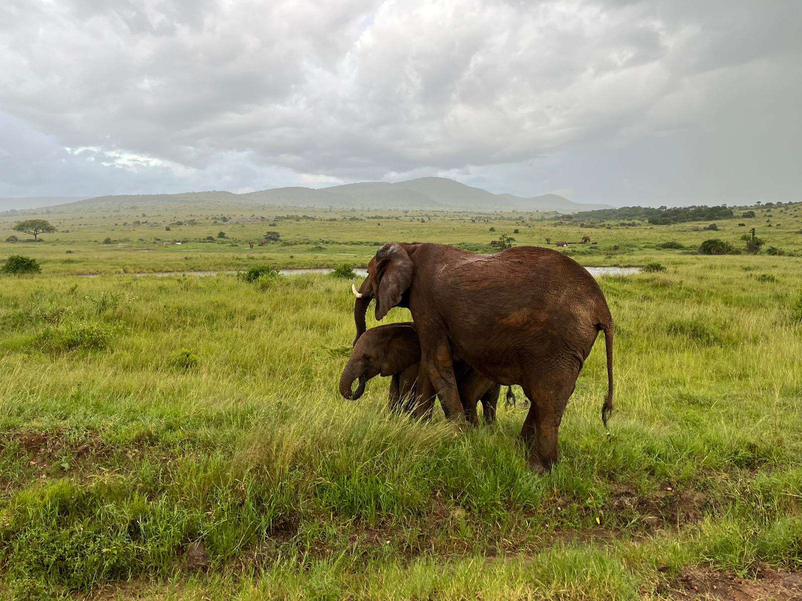3 Days Serengeti National Park joining Safari