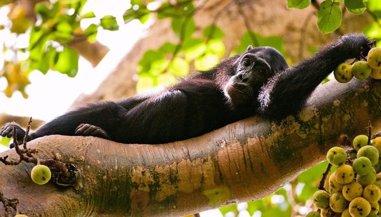 13 Day Kenya & Uganda Adventure Safari