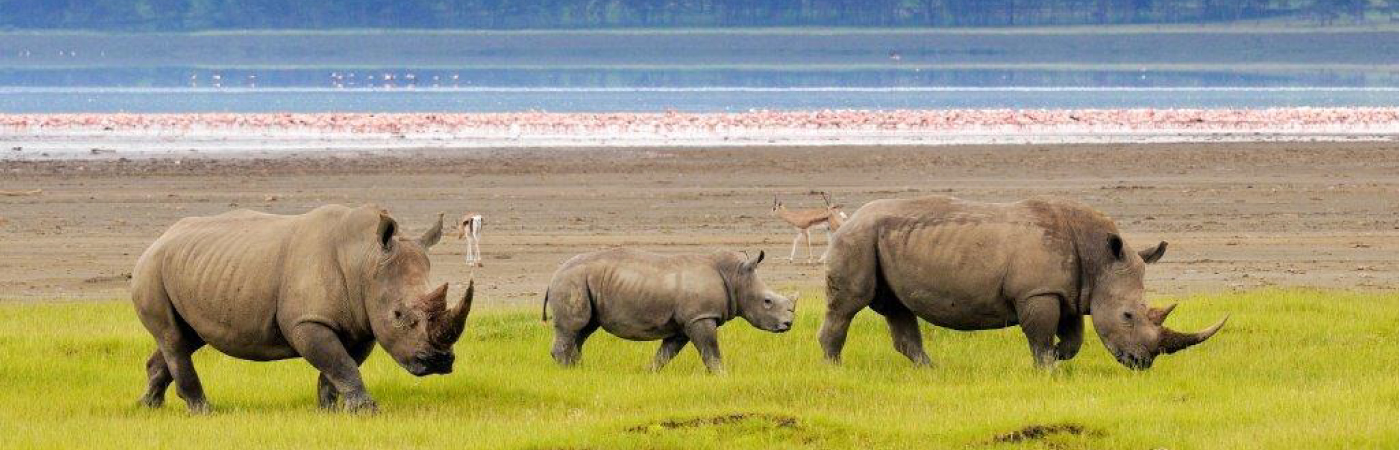 1 Day Lake Nakuru National Park Tour