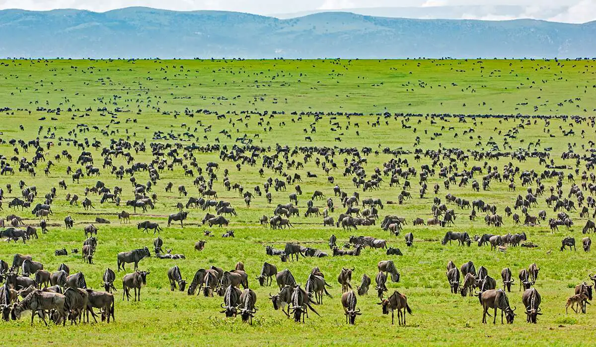 8 Day Best of Kenya and Tanzania Adventurous Safari