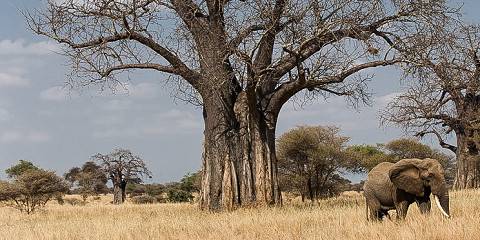 10 Day Safari and Zanzibar Beach Holiday