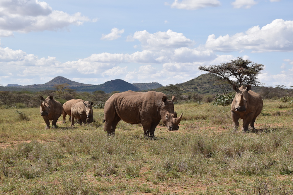 2 Days Ol Pejeta Safari from Nairobi