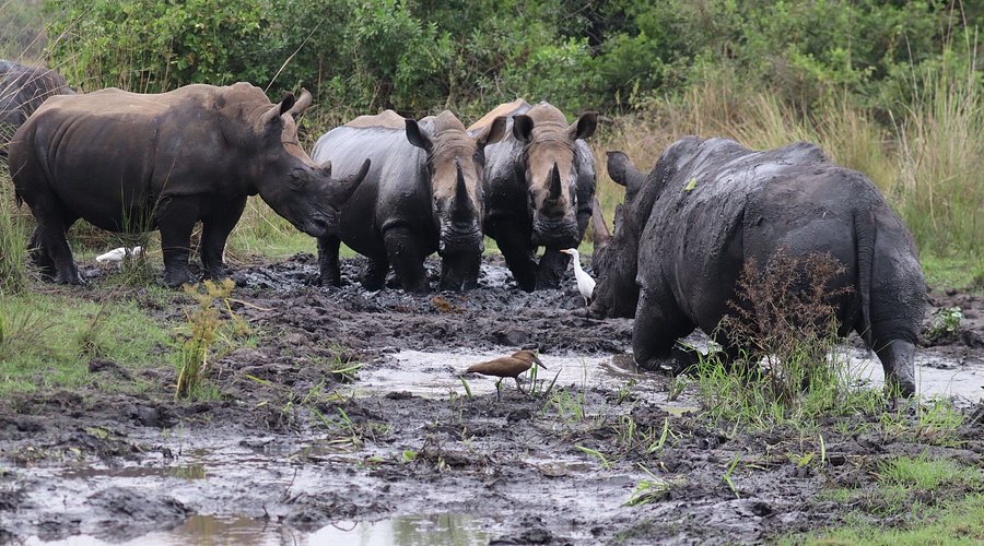 10 Day Northern Uganda Adventure