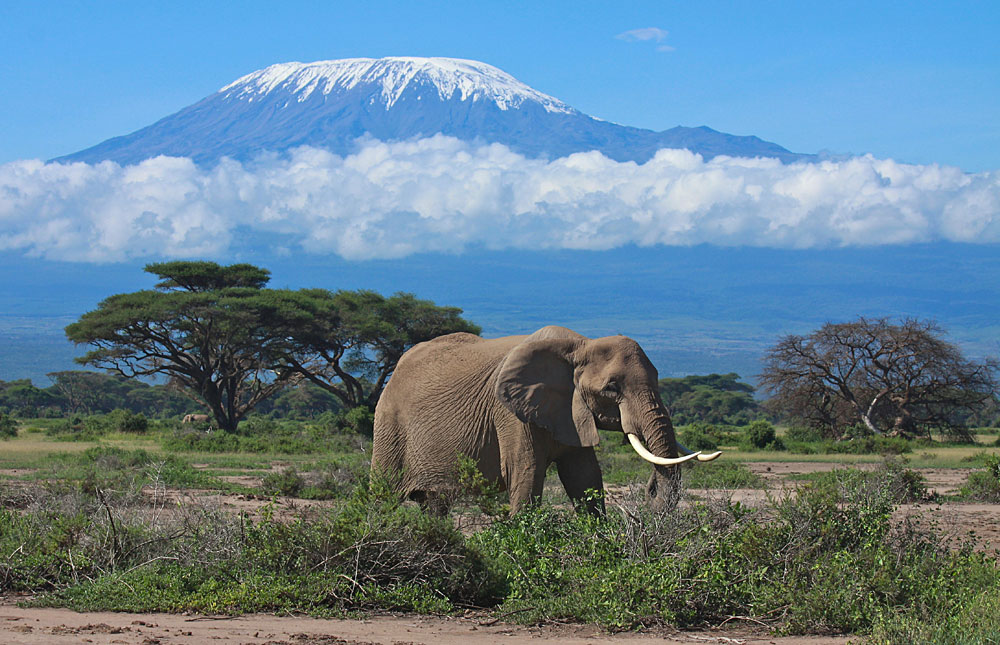 3-Day Tsavo & Amboseli Safari from Mombasa