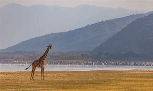 4 Days Tarangire/ Ngorongoro & Lake Manyara Safari