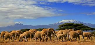 6 Days Lake Manyara/ Ngorongoro Crater/ Serengeti Tarangire Safari