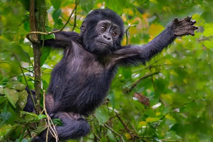 4 Day Murchison falls & Chimpanzee Track Budongo