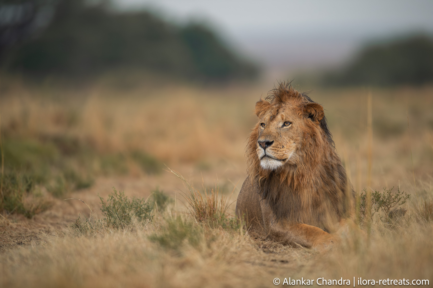2 Days  1 Night Masai Mara Budget Safari