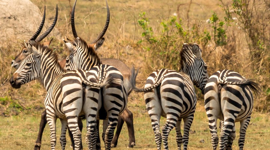 6 Day Queen Elizabeth & Lake Mburo National Park Safari