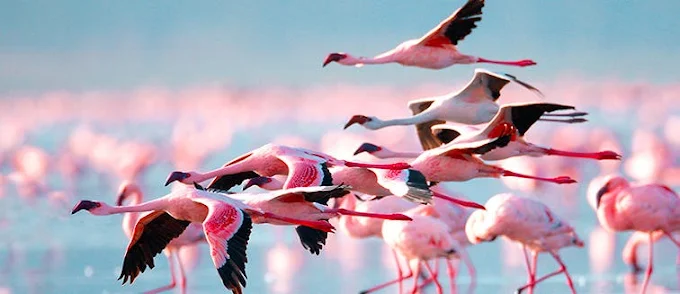 5-Day Masai Mara, Lake Nakuru, Lake Naivasha Budget Tour