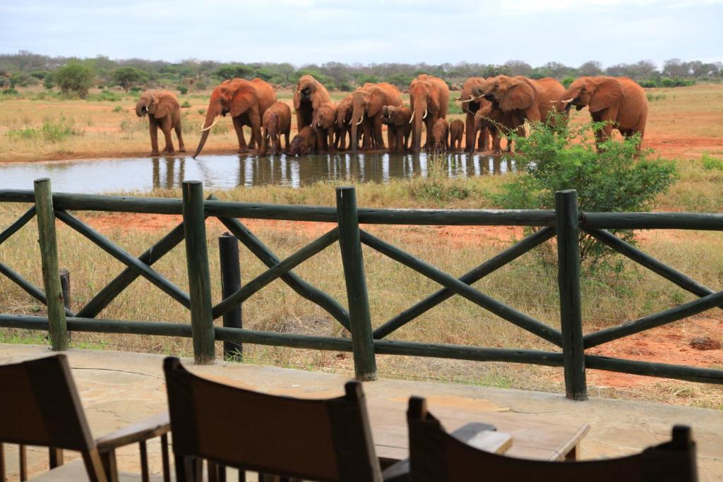 Voi Wildlife Lodge image 3