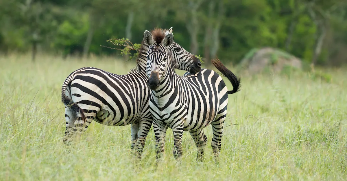 6 day Uganda Safari